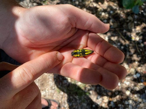 Cyphogastra pistor