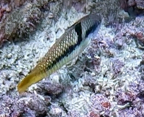 Spinster Wrasse (Halichoeres nicholsi)