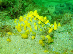 Callyspongia truncata