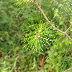 (c) Joan Chiasson, some rights reserved (CC BY-SA) Pinus glabra, photograph (c) Joan Chiasson, some rights reserved (CC BY-SA)