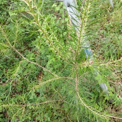 (c) Joan Chiasson, some rights reserved (CC BY-SA) Pinus glabra, photograph (c) Joan Chiasson, some rights reserved (CC BY-SA)