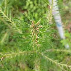 (c) Joan Chiasson, some rights reserved (CC BY-SA) Pinus glabra, photograph (c) Joan Chiasson, some rights reserved (CC BY-SA)
