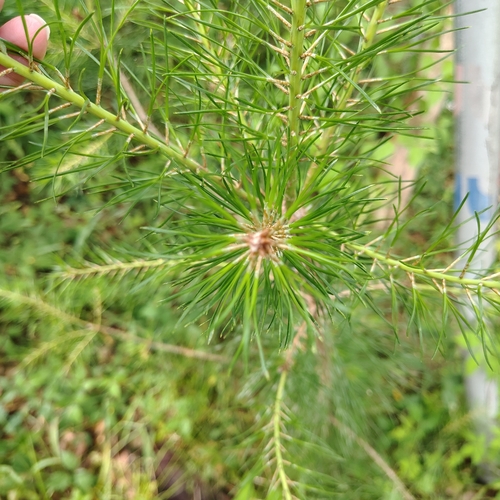 Pinus glabra, photograph 6