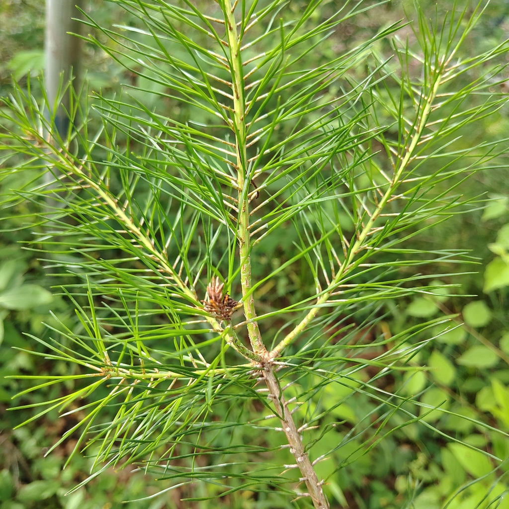Pinus glabra; photograph (c) Joan Chiasson, some rights reserved (CC BY-SA)