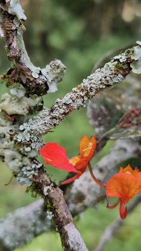 Comparettia coccinea Lindl.