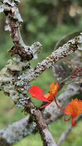 Comparettia coccinea Lindl. 2