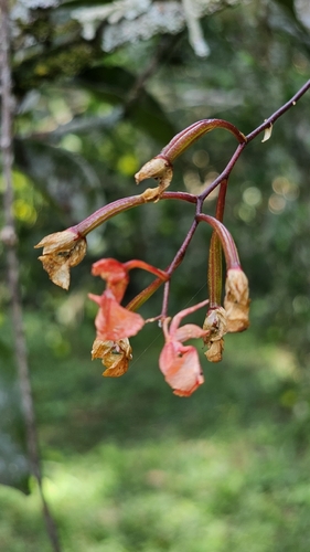 Comparettia coccinea Lindl. 3