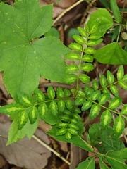 Zanthoxylum piperitum, photograph (c) WATANABE Hitoshi 渡辺仁, some rights reserved (CC BY)