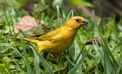 Sicalis flaveola flaveola