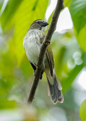 Saltator striatipectus striatipectus