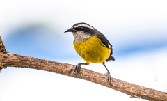 Coereba flaveola caucae