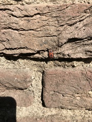 Pyrrhocoris apterus