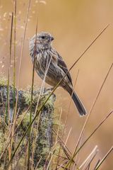 Catamenia