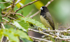 Sporophila nigricollis nigricollis