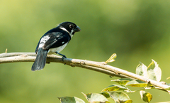 Sporophila corvina hicksii
