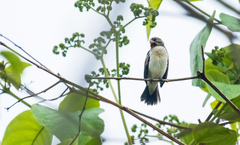 Sporophila telasco