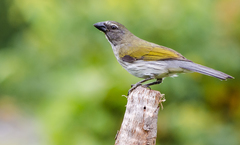 Saltator striatipectus striatipectus