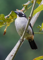 Saltator atripennis atripennis