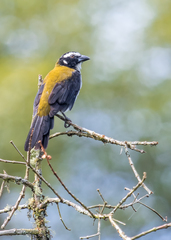 Saltator atripennis atripennis