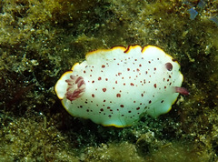 Goniobranchus daphne