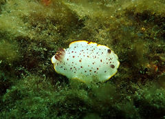 Goniobranchus daphne
