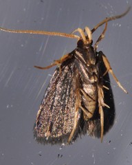 Cophomantella lychnocentra
