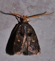Cophomantella lychnocentra