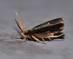 Cophomantella lychnocentra