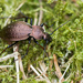 Carabus sylvestris - Photo (c) Ralph Martin, some rights reserved (CC BY-NC-ND), uploaded by Ralph Martin