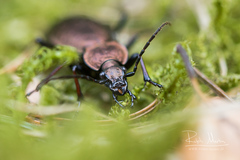 Carabus sylvestris