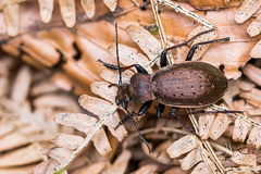 Carabus sylvestris