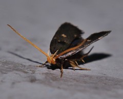 Cophomantella lychnocentra