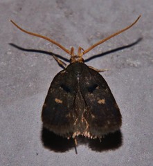 Cophomantella lychnocentra