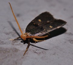 Cophomantella lychnocentra