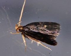 Cophomantella lychnocentra