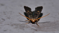 Cophomantella lychnocentra