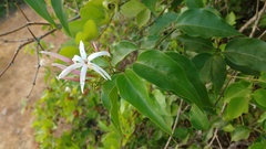 Jasminum malabaricum