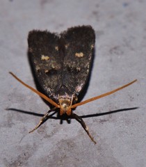 Cophomantella lychnocentra