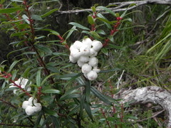 Gaultheria hispida