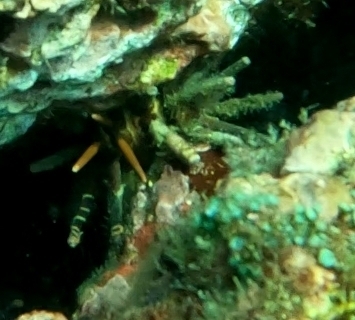 slate pencil urchin (Eucidaris thouarsii)