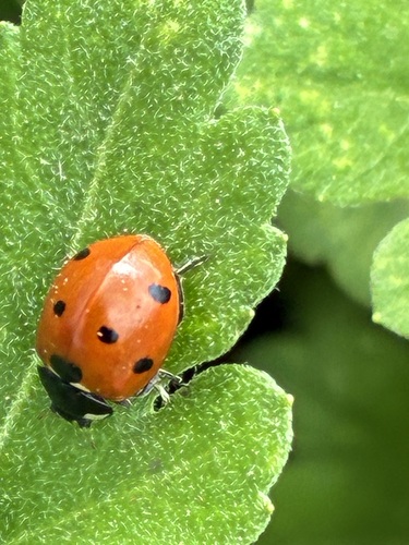 Observations by bscotia1867 · iNaturalist