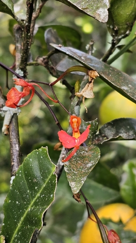 Comparettia coccinea Lindl. 4