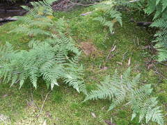 Histiopteris