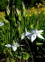 Lomatogonium carinthiacum