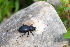 Tentyria discicollis