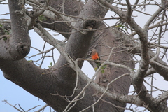 Poicephalus rufiventris