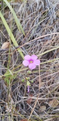 Oxalis bifida
