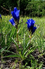 Gentiana decumbens