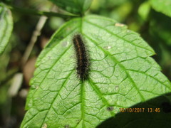 Diacrisia sannio