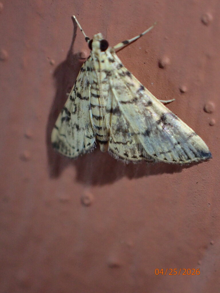 Checkered Apogeshna Moth from Palmiste, St Lucia on April 25, 2026 at ...